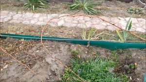 Осенняя обрезка однолетних саженцев винограда  Три варианта обрезки