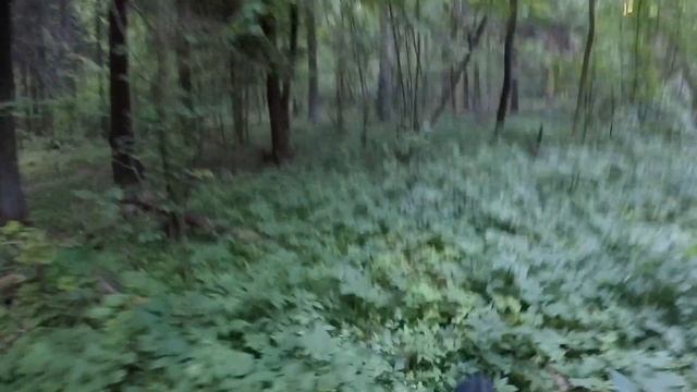 В поисках новых трасс. Avantis 250pro, Racer 250pro, Minsk X250 (Motoland Blazer 250, Forte FT250) смотреть онлайн