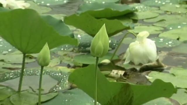 Ami tomari matir konya by Soma Sen Chandra смотреть онлайн