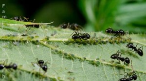 Муравьи на Огороде! Как Избавиться от Муравьёв на Грядках? Борьба с Муравьями Народными Средствами