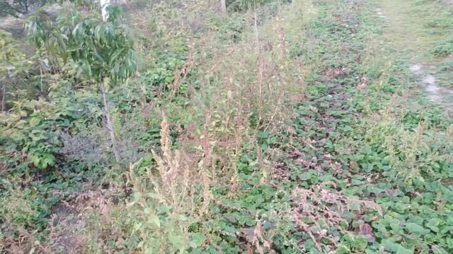 Осенняя посадка клубники. Как сделать бугры + лайфхак посадки рассады смотреть онлайн