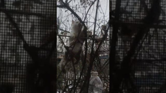 Кот не даёт пообедать синицам смотреть онлайн