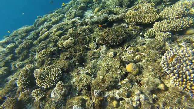 Коралловый риф: Подводный мир Египта. Оранжевополосый спинорог смотреть онлайн