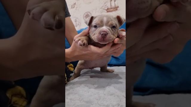 Самый спокойный щенок.Настоящий подарок в семью с детьми! Американский булли ? WhatsApp:79807427894 смотреть онлайн