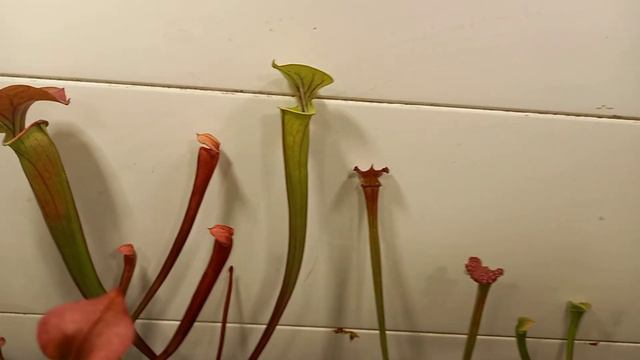 Саррацении просыпаются весной смотреть онлайн