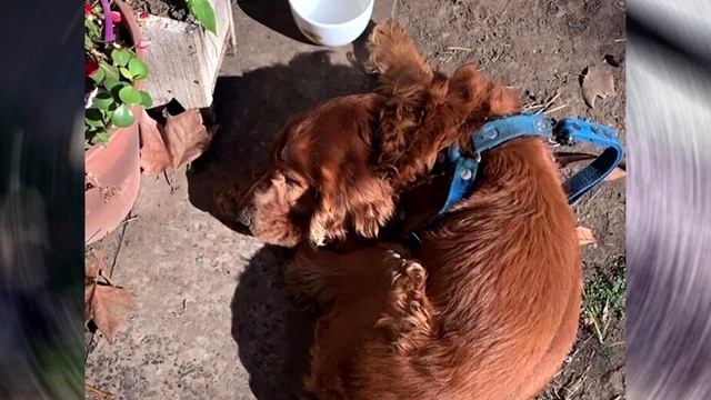 Слепого пса просто перекинули через забор чужого дома смотреть онлайн