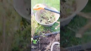 Размножение делением куста спиреи mp4