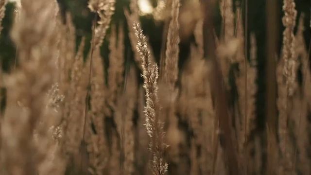 Olympus E-PL6 Test Video смотреть онлайн