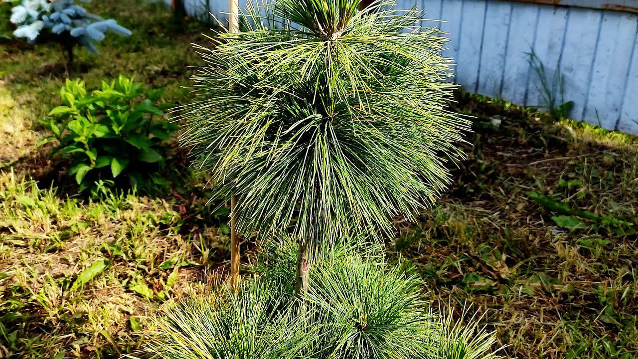 Обзор хвойного сада и новинок 23 июня 2024г