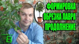 ФОРМИРОВКА ЛАВРА ПРОДОЛЖЕНИЕ. ПРАВИЛА ОБРЕЗКИ БЛАГОРОДНОГО ЛАВРА. ЭКЗОТИКА НА ПОДОКОННИКЕ