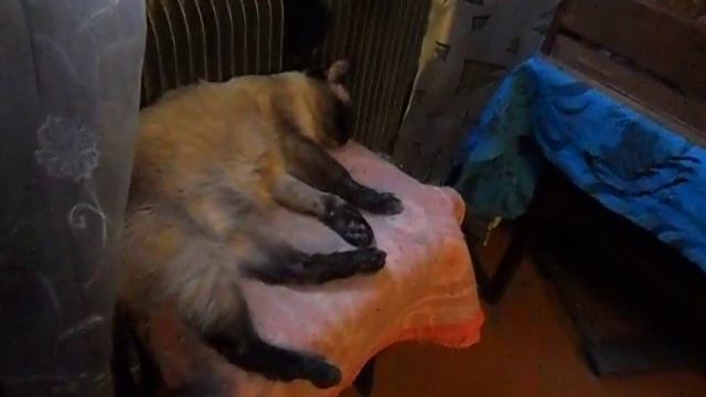 кот и щеглы смотреть онлайн