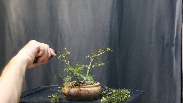 Lonicera Nitida (Caprifoi târâtor) proiect bonsai - Ep.2 martie 2023 смотреть онлайн