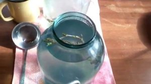 *Как правильно приготовить Берёзовый Сок!*