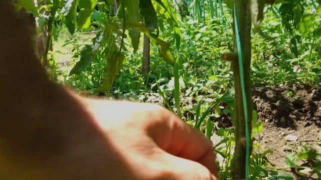 TOMATOES need THIS URGENTLY ! Very important thing ! 100% WORKING ! смотреть онлайн