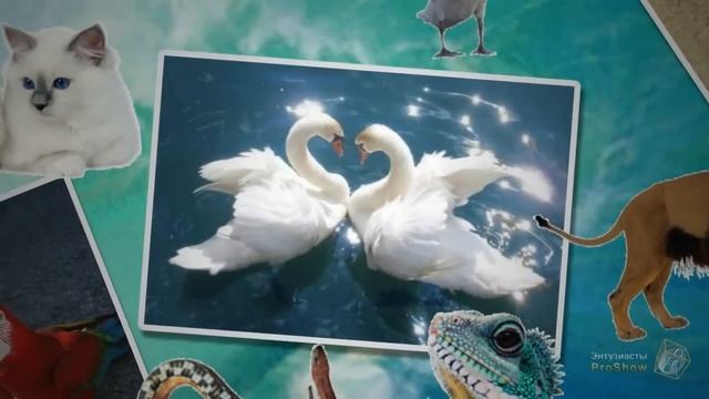 Урок № 9-4 Collage Motion. Движение коллажа