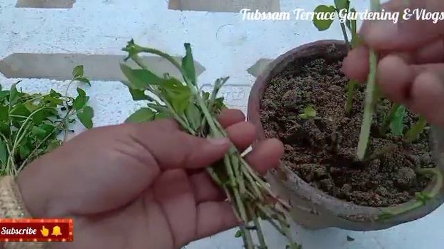 How To Grow Fast Mint From Cuttings At Home, Fastest Mint Growing Method Mint Harvesting हो टू ग्रू