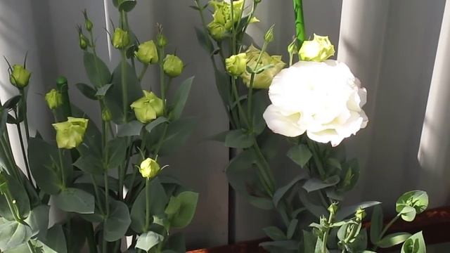 Эустома июль 2018.Отвечаю на вопросы. смотреть онлайн