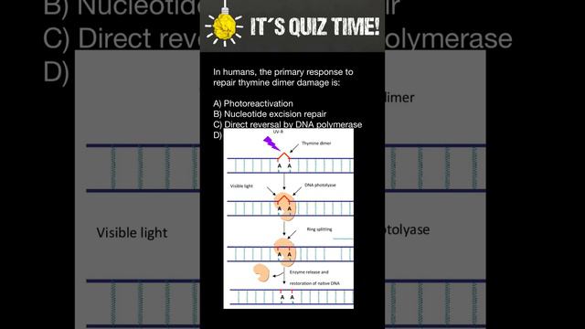 How Thymine dimer mutations of DNA repaired in Humans? смотреть онлайн