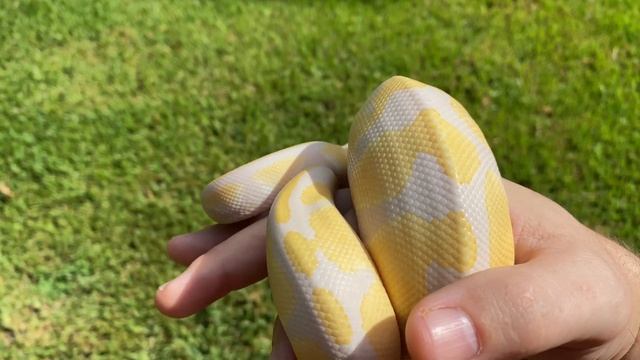 BALL PYTHON MORPH SPOTLIGHT: The lavender albino ball python! смотреть онлайн
