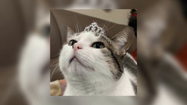 SPEED UP- царица (speedmusicupup) смотреть онлайн