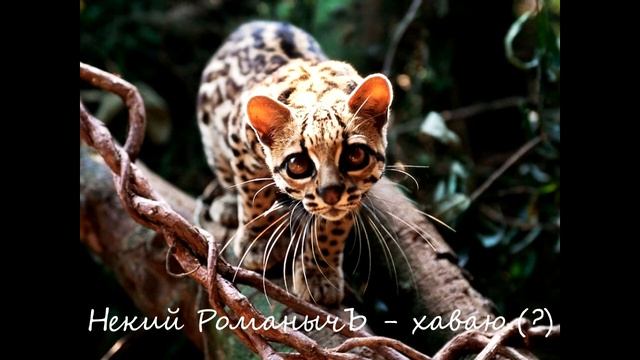 Некий Романыч - how are you? (хаваю)) смотреть онлайн