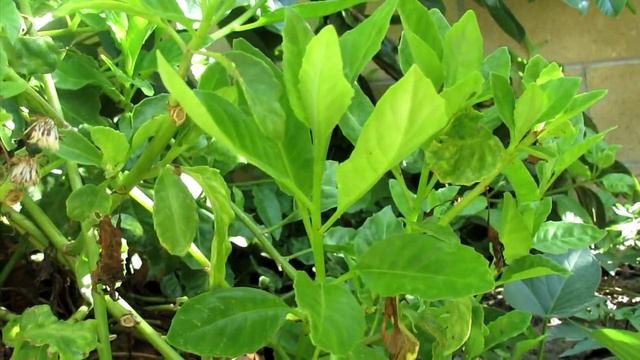 How Gynura Procumbens Longevity Spinach Look Year Round смотреть онлайн
