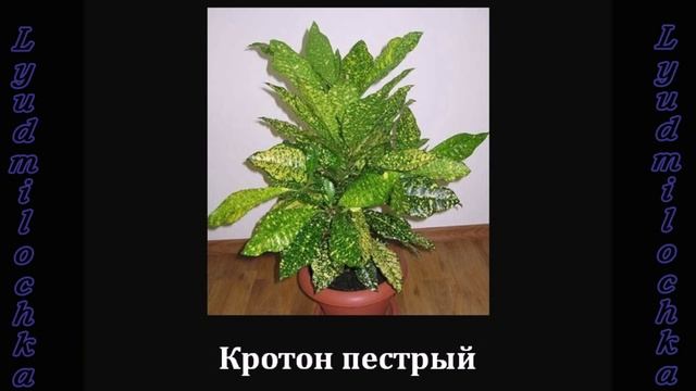 Размещение комнатных растений (Южное окно) смотреть онлайн