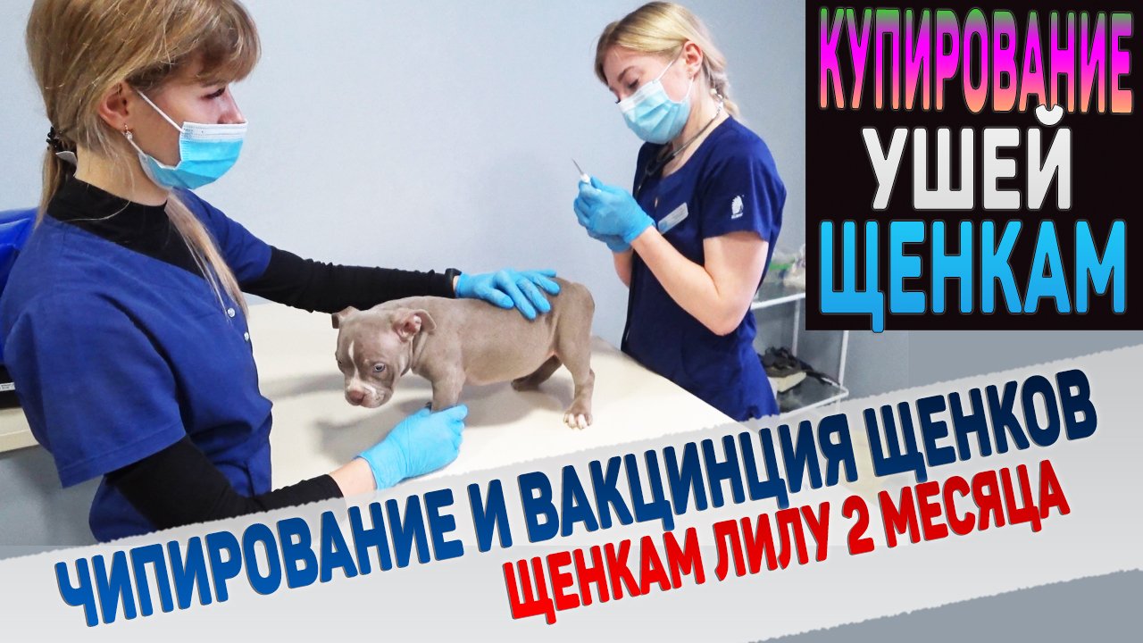 Как перенесут купирование ушей 6 щенков Лилу? Чипирование, вакцинация, скрининг сердца щенкам. смотреть онлайн