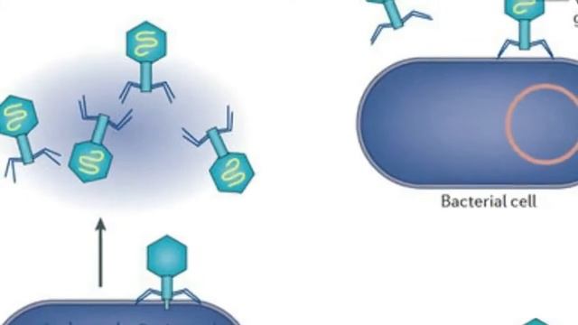 amazing!!! The Deadliest Being on Planet Earth смотреть онлайн