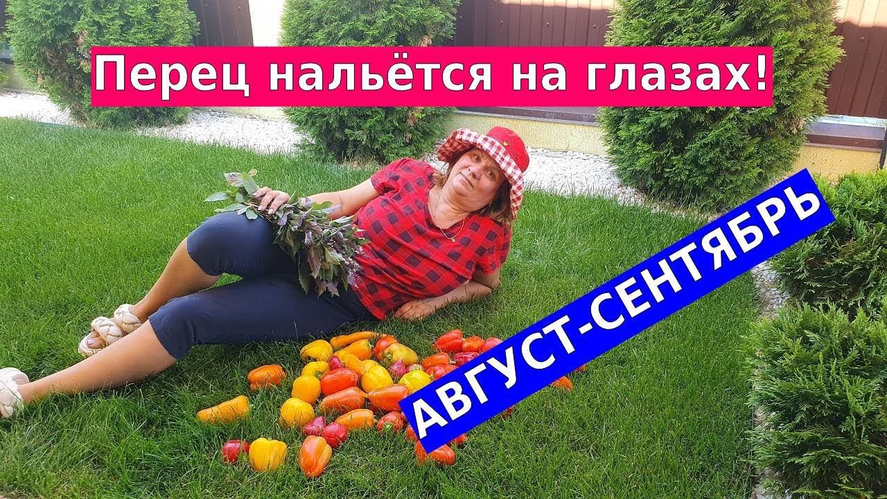 Перец нальется и поспеет на глазах - что важно сделать в августе смотреть онлайн