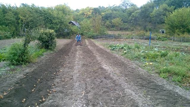 Добыча картофеля в Приморском крае смотреть онлайн