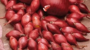 Лук овощной Ред Барон (красный) ? обзор: как сажать, лук-севок и чеснок лука Ред Барон (красный)