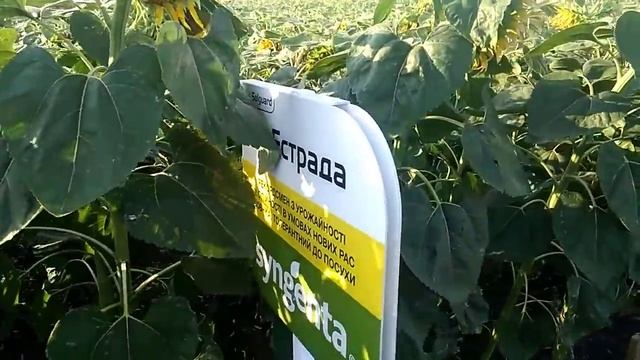 Огляд демо-соняшника Syngentа смотреть онлайн