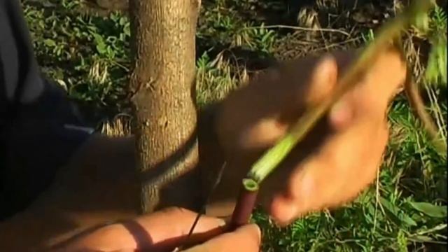 Зеленая прививка Винограда (зеленый привой на зеленый подвой) смотреть онлайн