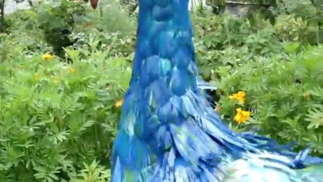 красивый павлин  сделан своими руками.