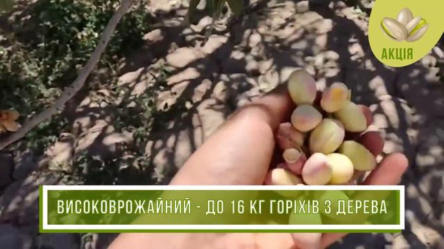 Саджанці фісташки "Перлина рання" смотреть онлайн