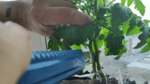 Томаты на балконе. Прививка-Аблактировка на два корня.