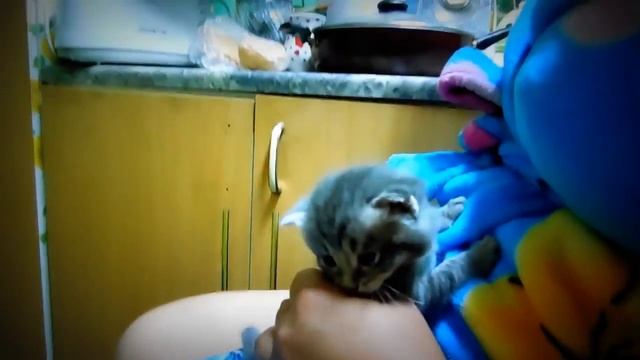 Как выкормить котят самим без кошки, десяти дней от роду. смотреть онлайн