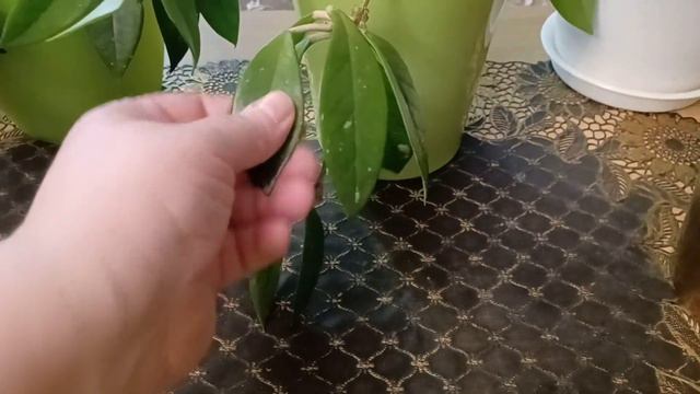 12 декабря 2022 г.Мои хойи 🪴 смотреть онлайн