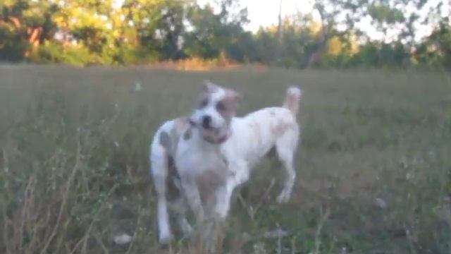 Волкодавы - Игра азиатов 5 месяцев смотреть онлайн