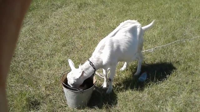 3.08.22 коза ногу повредила