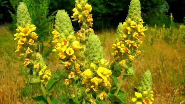 Полевые цветы...Весна - осень 2011 год....wmv смотреть онлайн