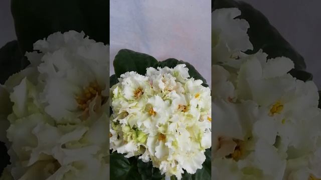 РС-Золотая роскошь