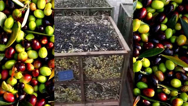 Как производится оливковое масло? ОНЛАЙН ЭКСКУРСИЯ на производство | Oliva Oil смотреть онлайн