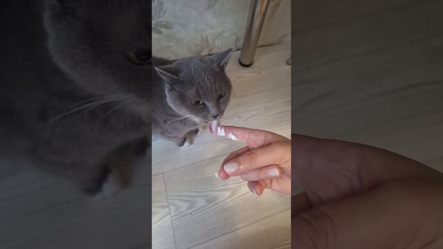 мая кошка ест сметану смотреть онлайн