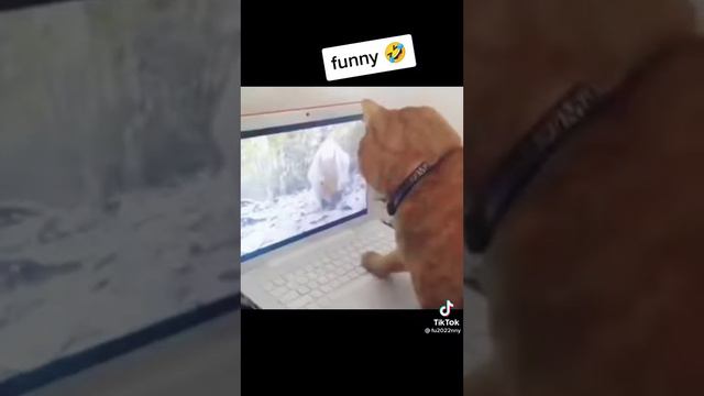 ❦︎смотреть кошка 2 часть смотреть онлайн