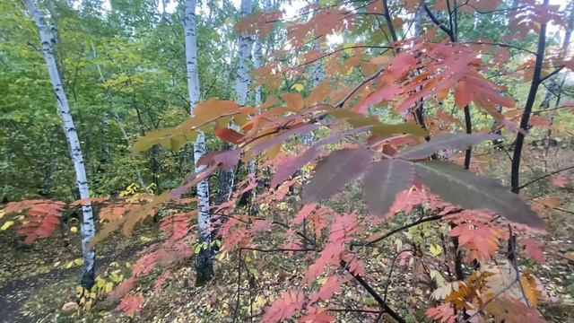 Дмитрий Васючков - Росток печали смотреть онлайн