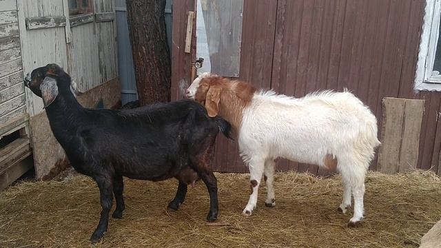 Камори-нубийский козел Мандарин. Папа козлят. смотреть онлайн