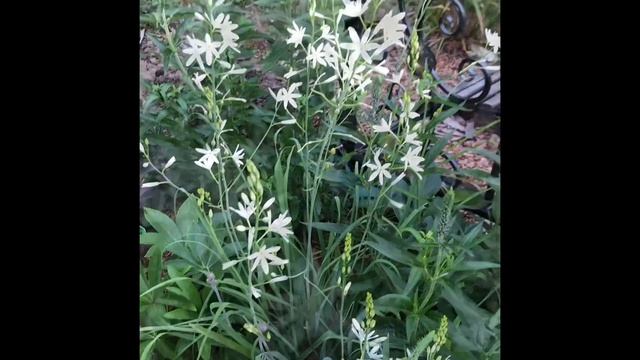 Колокольчики Серасто скученный Гномик,эдэльвейс, венечник лилиецветный (парадизея) лук отклоненный смотреть онлайн