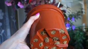 Как поливать ахименесы: почему так важна оптимальная влажность грунта